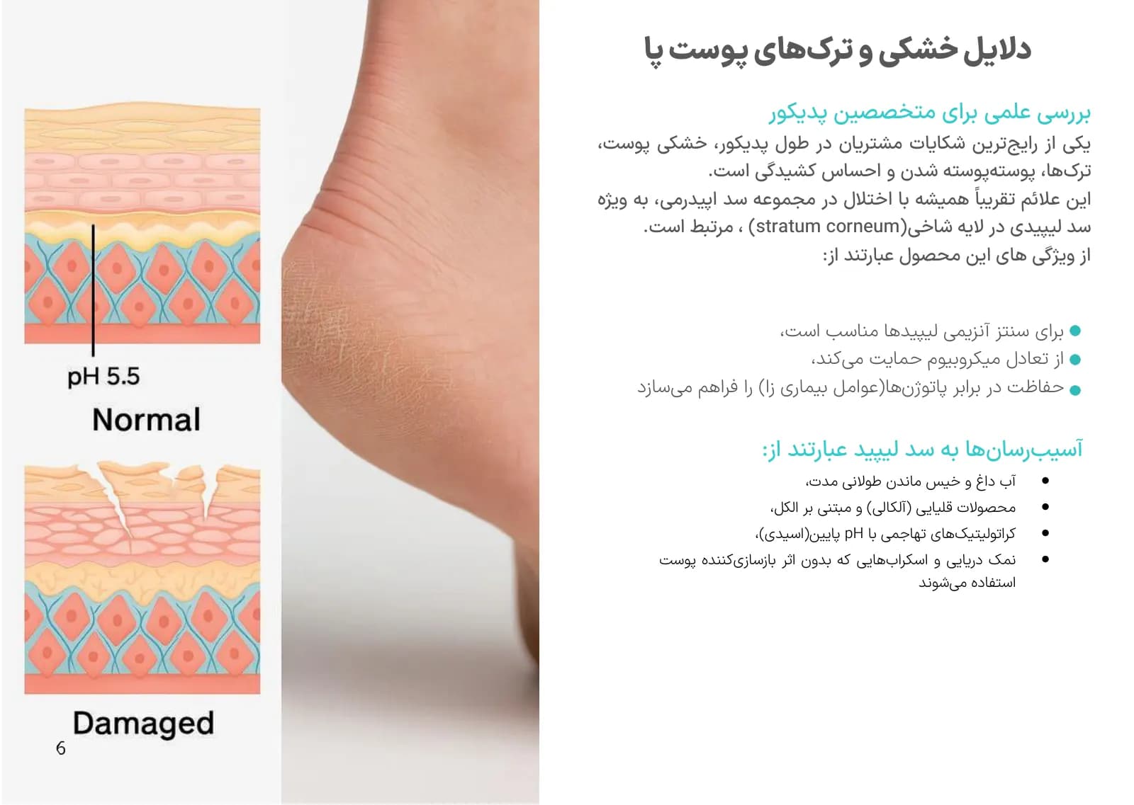 صفحه ۶ کاتالوگ پودولایم